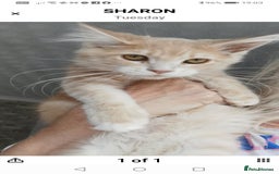Maine Coon cats for sale: Full pedigree maine coon kittens for sale - Image 4