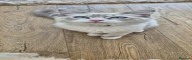 Male ragdoll 