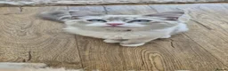 Ragdoll cats for sale: Beautiful 7‑Month‑Old Male Kitten - Advert 6