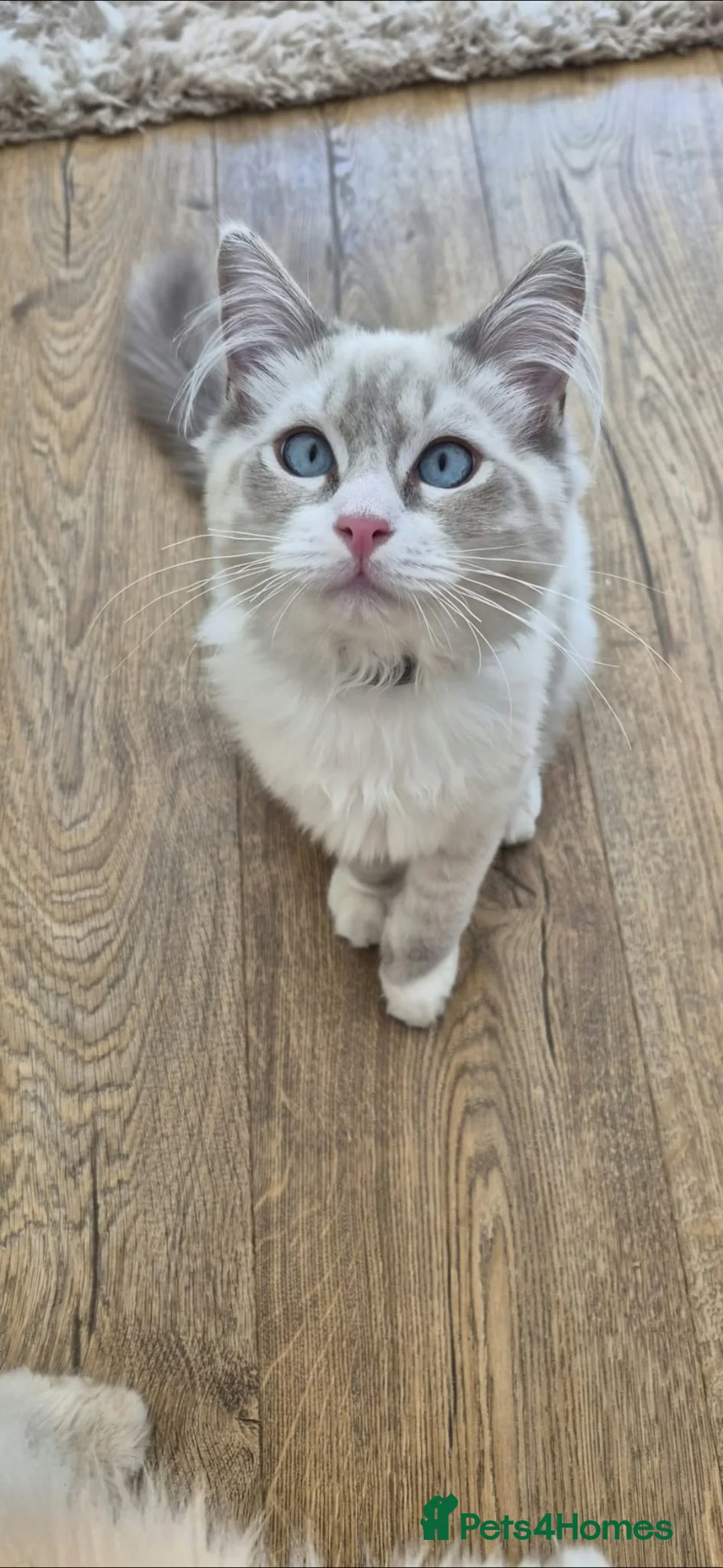 Ragdoll cats for sale: Beautiful 7‑Month‑Old Male Kitten - Advert 6