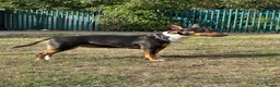 English Bull Terrier dogs for sale: UK Champion Bloodline Puppies Waiting List Open - Advert 14