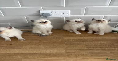 Ragdoll cats - Advert 3