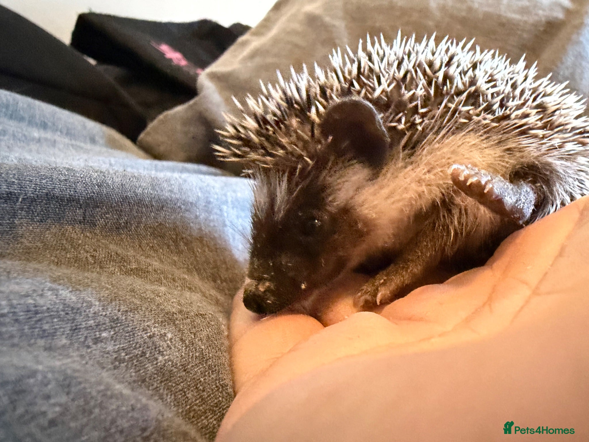 Pygmy Hedgehog rodents Baby Pygmy Hedgehogs for Sale - Advert 2