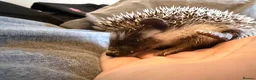 Pygmy Hedgehog rodents for sale: Baby Pygmy Hedgehogs for Sale - Advert 1