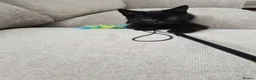 Mixed Breed cats for sale: Meet Theo – 11-Week-Old Black Kitten  - Advert 2