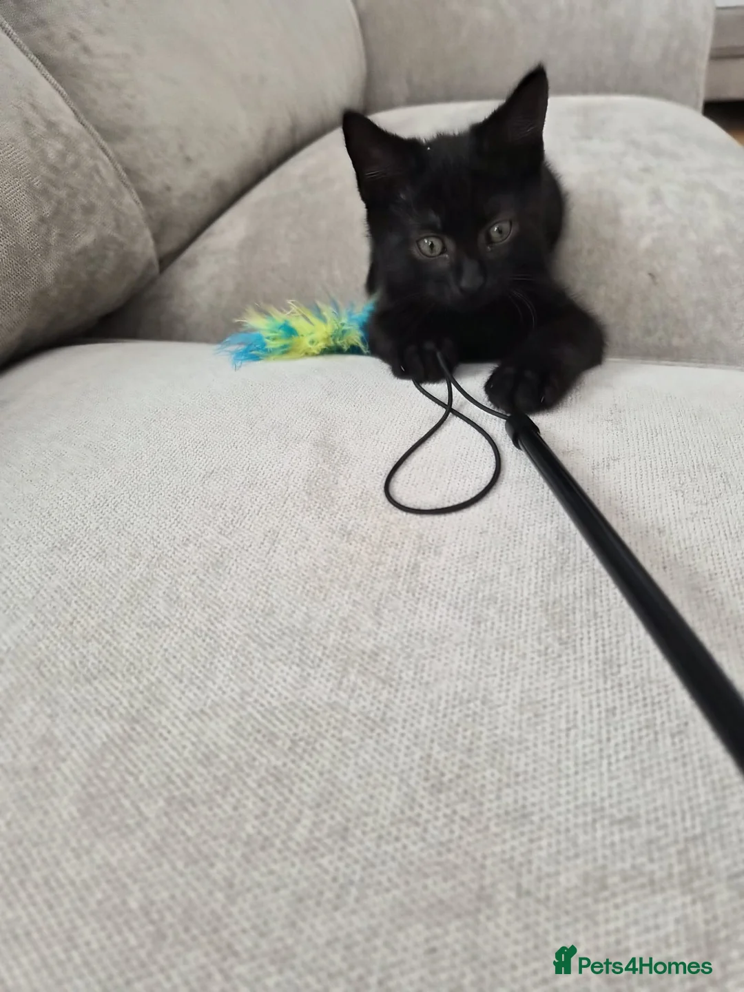 Mixed Breed cats for sale: Meet Theo – 11-Week-Old Black Kitten  - Advert 2