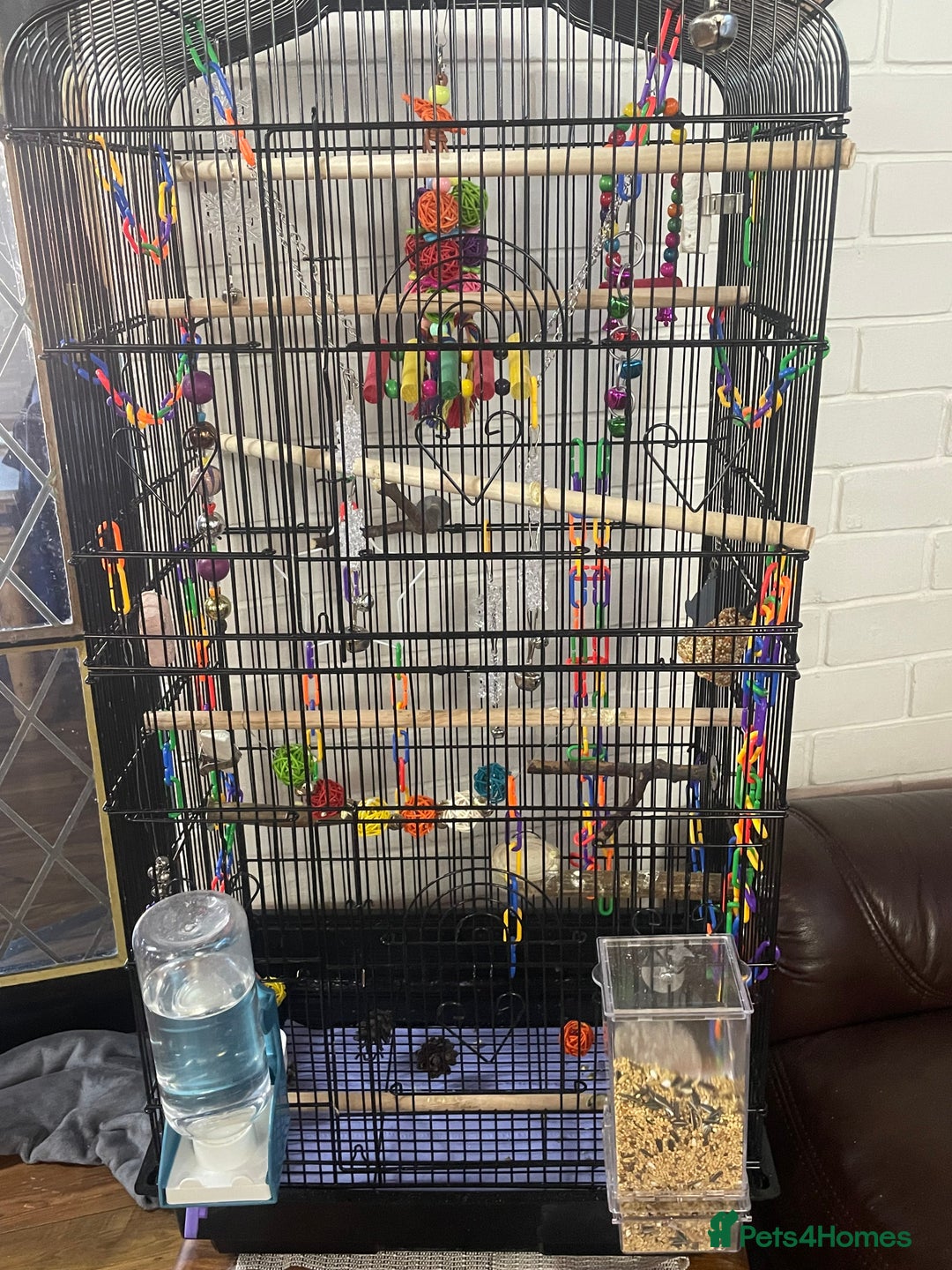 Cockatiels birds for sale: Baby pearl cockatiel hand tame and friendly  - Advert 21