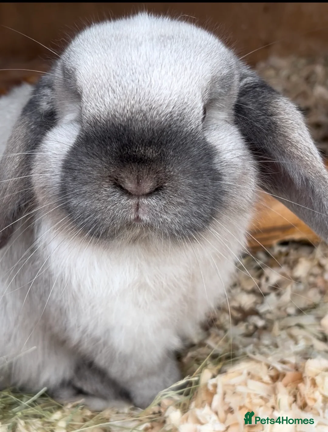Mini Lop rabbits for sale: Gorgeous purebred sealpoint boy Thumper  - Advert 4