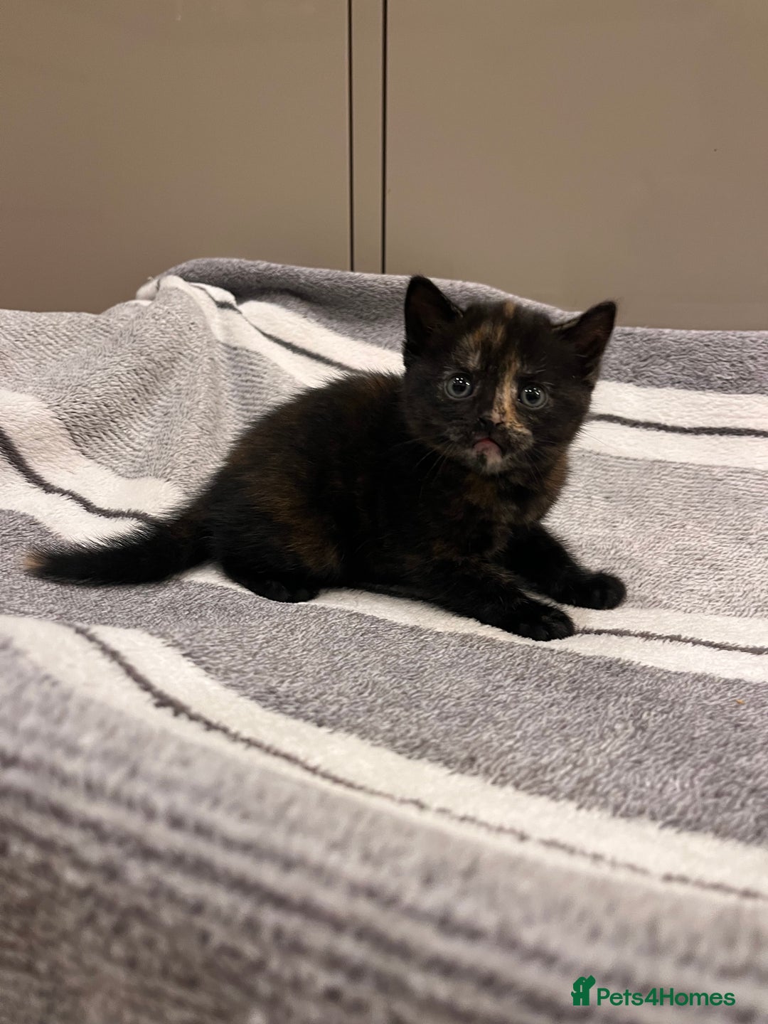 British Shorthair cats for sale: British Shorthair Kittens - Advert 6