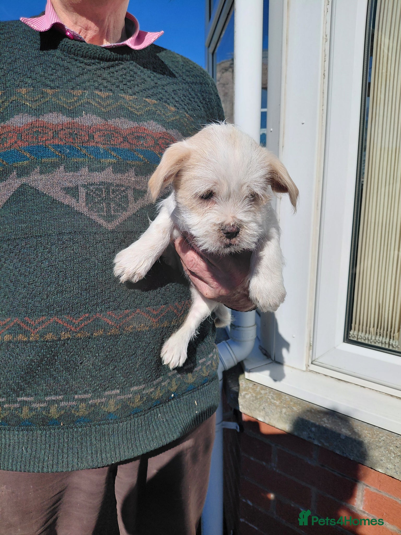 Mixed Breed dogs Shi tzu X Jackrussell  - Advert 2