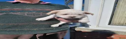Mixed Breed dogs for sale: Shi tzu X Jackrussell  - Advert 2