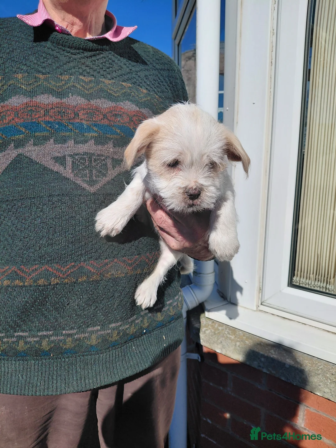 Mixed Breed dogs for sale: Shi tzu X Jackrussell  - Advert 2