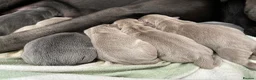 Labrador Retriever dogs for sale: Perfect health tested Silver & Charcoals  - Advert 9