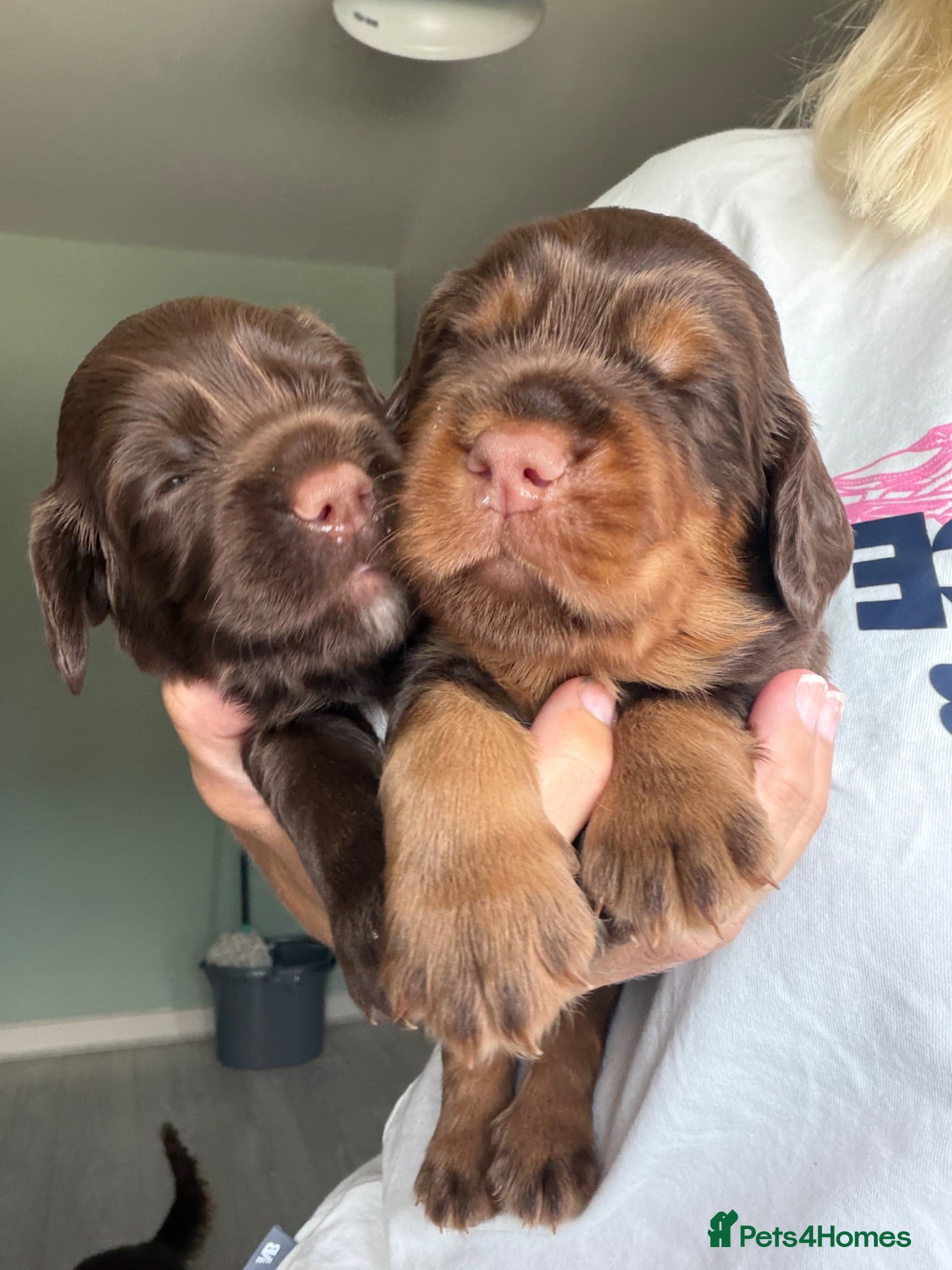 Sprocker dogs Beautiful Sprocker puppies  - Advert 14