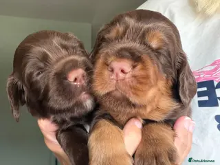 Sprocker dogs Beautiful Sprocker puppies - Advert 14