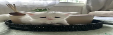White kitten 2