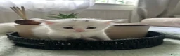 Mixed Breed cats for sale:  Beautiful Kittens Looking for a Forever Homes 🐾 - Advert 4