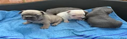 French Bulldog dogs for sale: French bulldog  in Maidstone - Advert 16