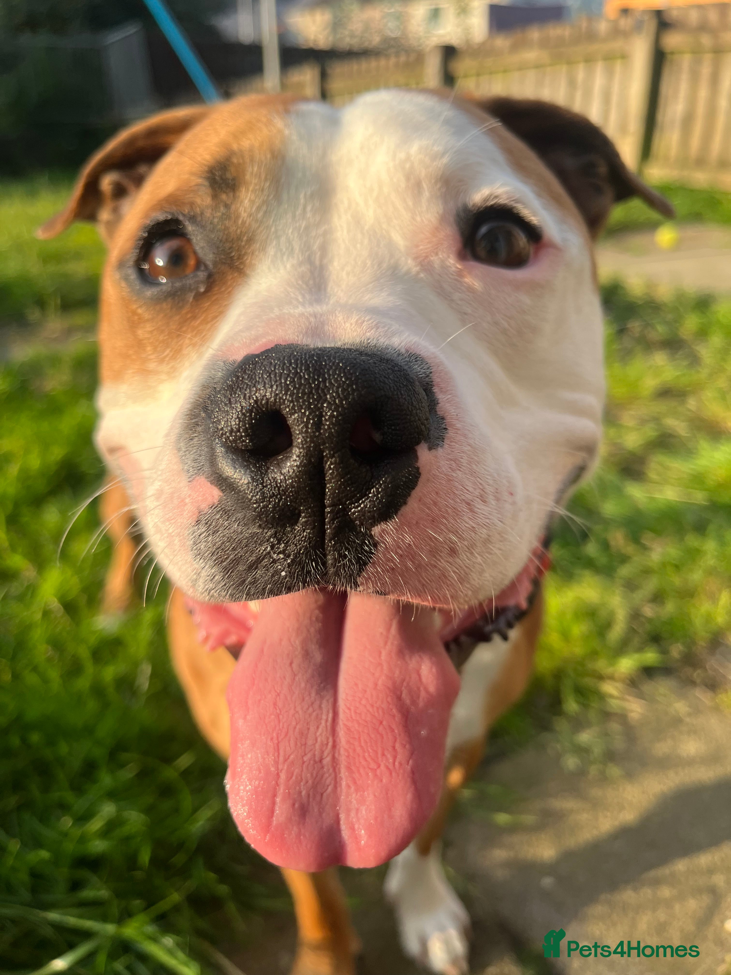 Mixed Breed dogs Staffy  - Advert 1