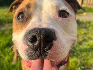 Mixed Breed dogs Staffy - Advert 1