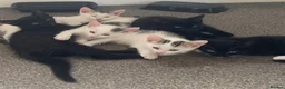 Mixed Breed cats for sale: Playful, cute, adventurous with manners lol - Advert 3