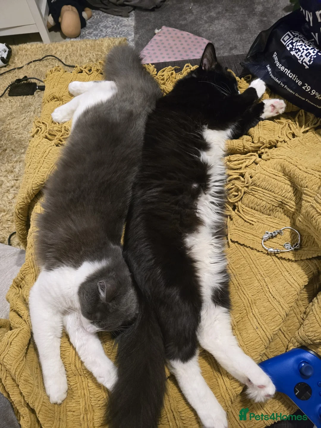 Mixed Breed cats for sale: 2 male cats - Advert 4