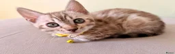 Bengal cats for sale: TICA registered Glitter Bengals  - Advert 9