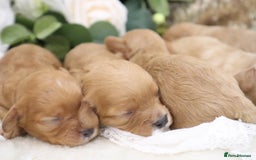 Cavapoo dogs for sale: *HEALTH TESTED* CAVAPOO PUPPIES - Image 9