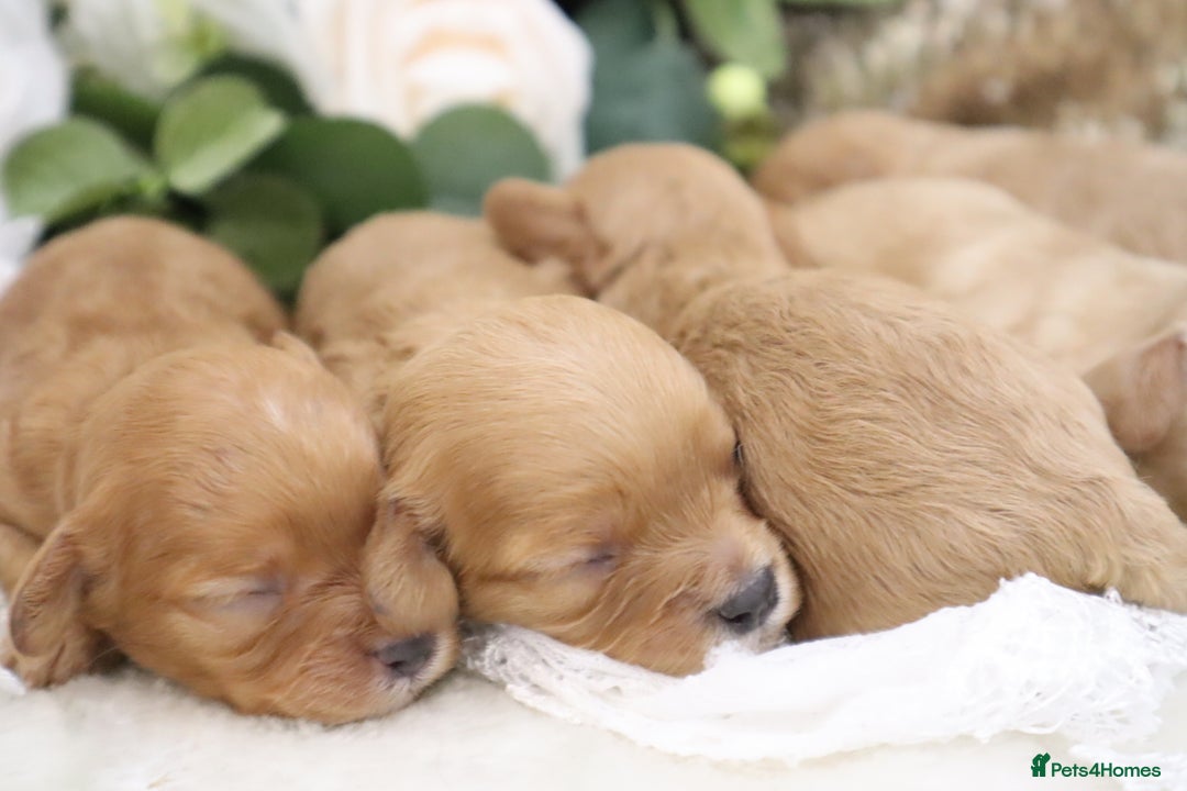 Cavapoo dogs for sale: *HEALTH TESTED* CAVAPOO PUPPIES - Image 9