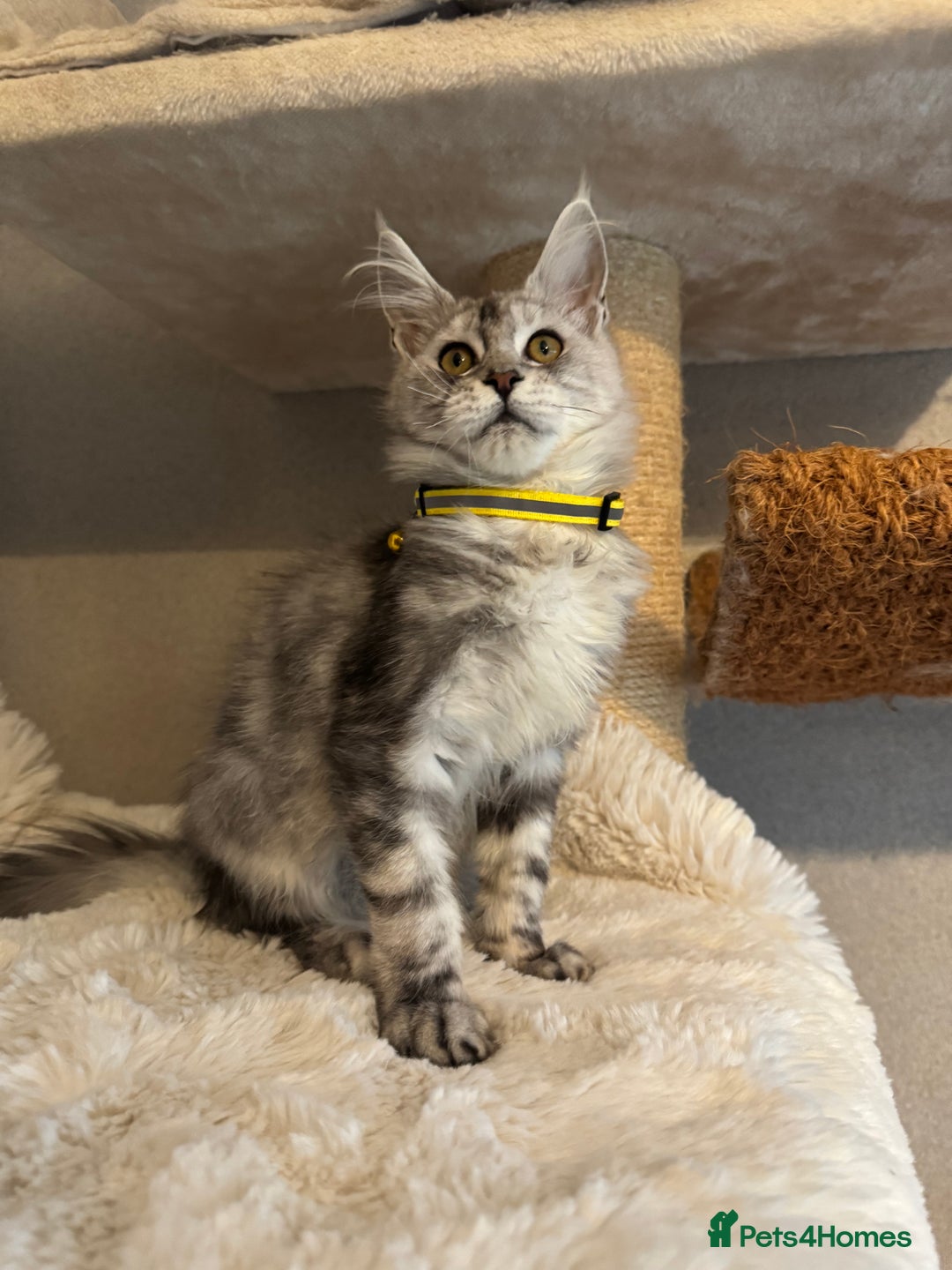 Maine Coon cats for sale: Stunning Maine Coon girls  - Image 10
