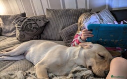 Labrador Retriever dogs for sale: 5 month old Labrador, great family dog - Advert 2