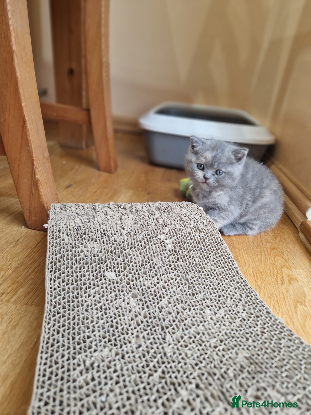 Scottish Fold cats for sale: Scottish fold, straight girls, boys, lilac blue  - Advert 12