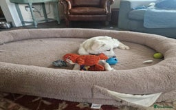 Mixed Breed dogs for adoption: Adorable Abbie is still Looking for Love 🐾 - Image 17