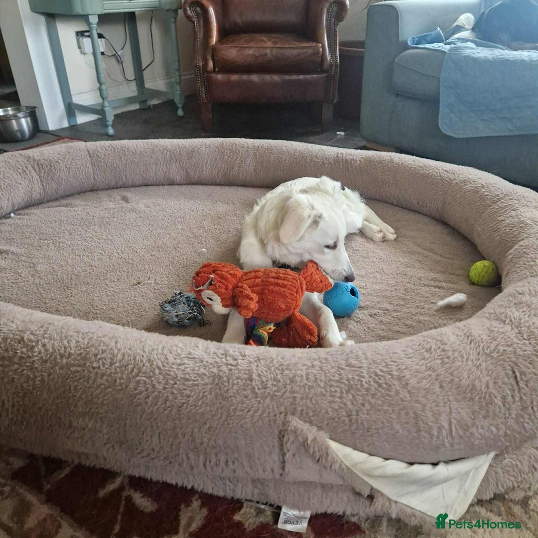 Mixed Breed dogs for adoption: Adorable Abbie is still Looking for Love 🐾 - Image 17