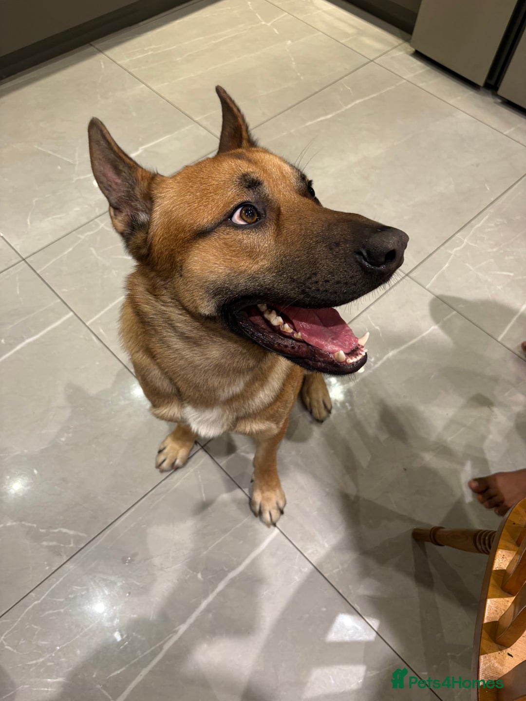 Mixed Breed dogs for sale: DOG FOR FREE - Advert 9