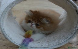 Persian cats for sale: Fluffy Persian Exotic kittens - Image 9