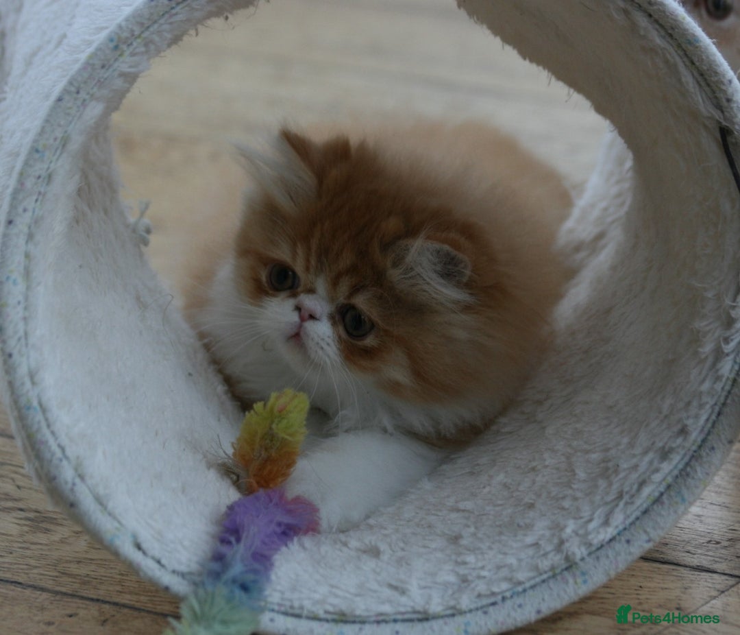 Persian cats for sale: Fluffy Persian Exotic kittens - Image 9