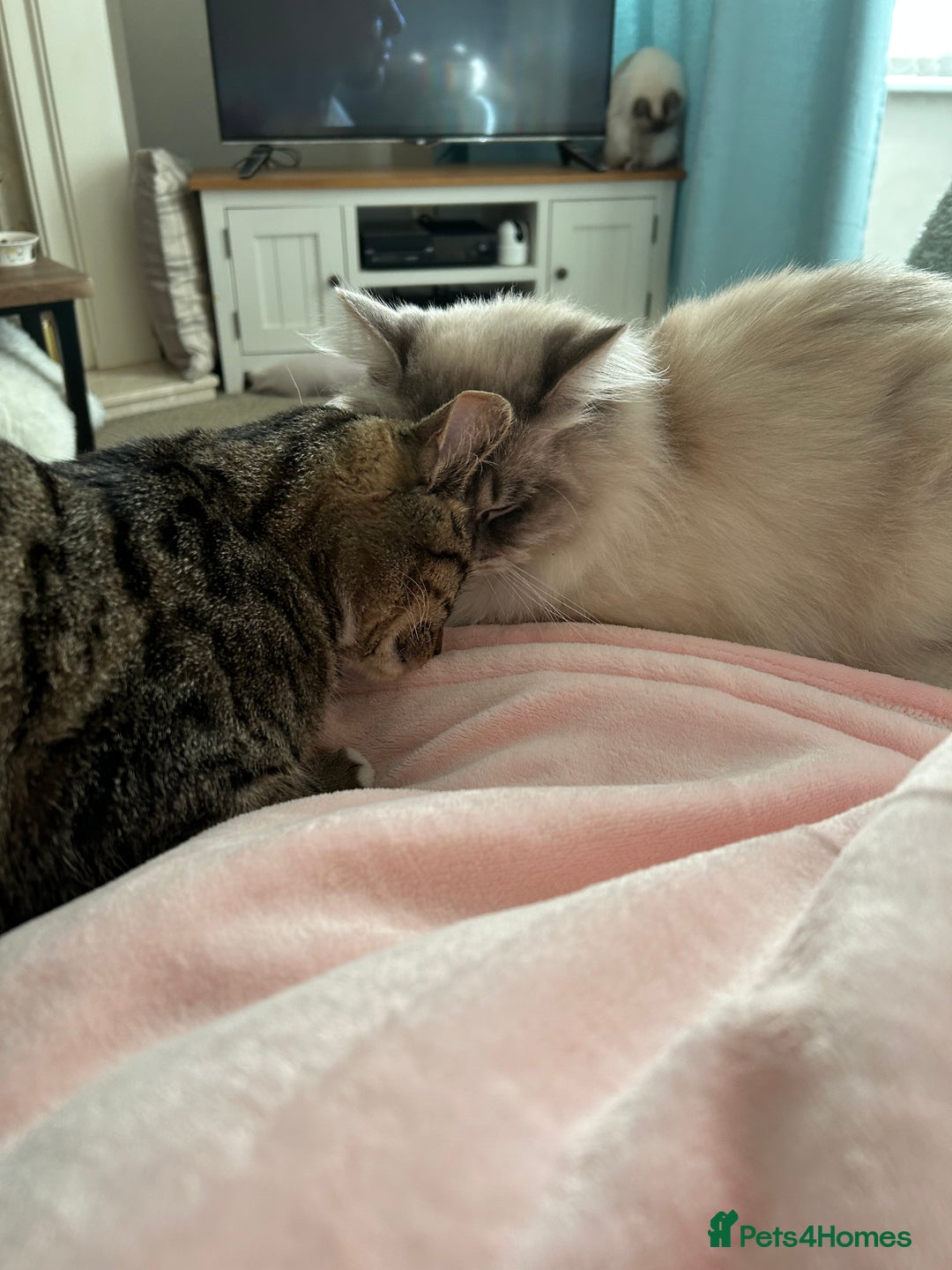 Mixed Breed cats for sale: Woody 1yr Old Lap Cat- Needs Rehoming - Advert 6