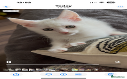 Turkish Angora cats for sale: Mainecoon x  - Image 1