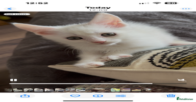 Turkish Angora cats - Advert 13