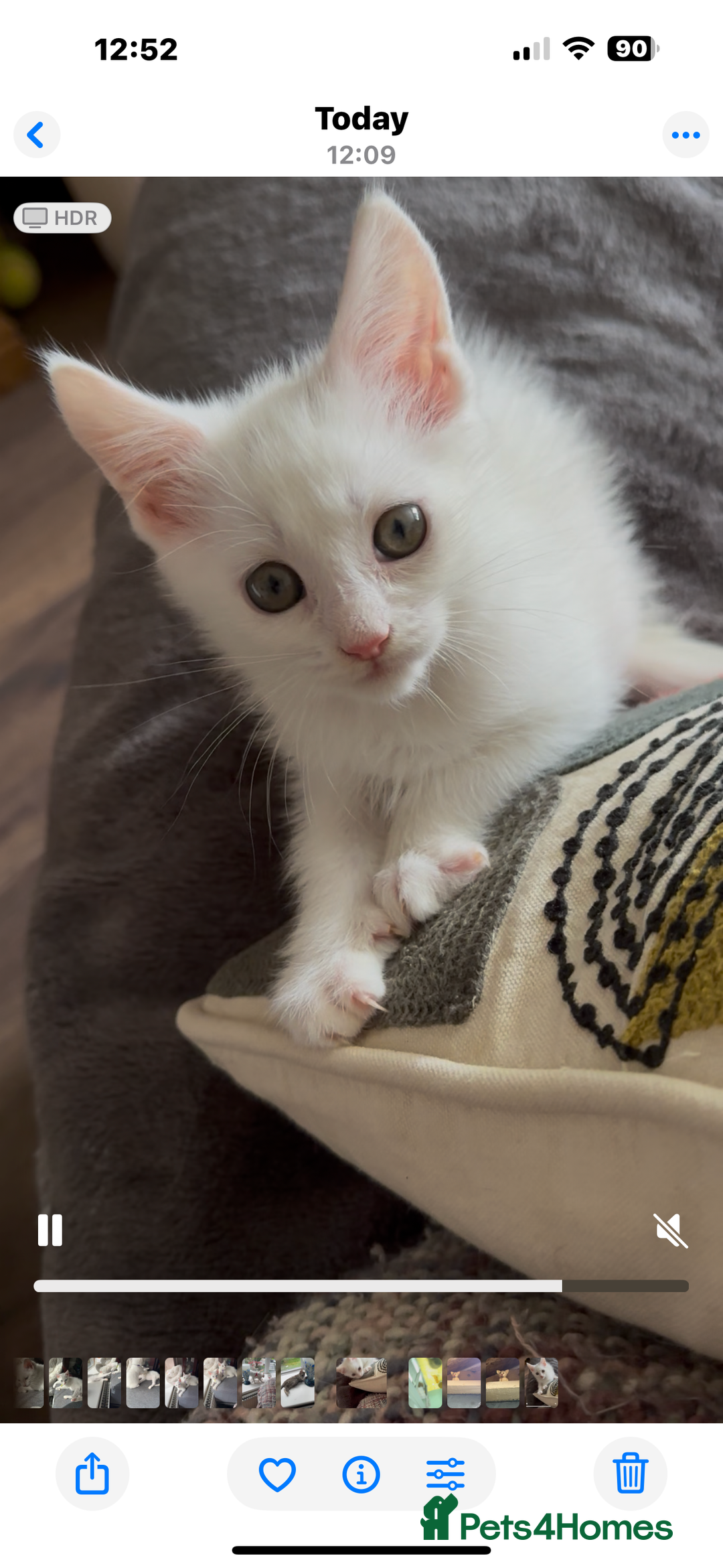 Turkish Angora cats for sale: Mainecoon x  - Image 1