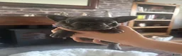 French Bulldog dogs for sale: Beautiful French bulldog pups - Advert 15