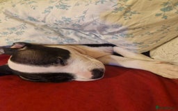 Mixed Breed dogs for sale: “Meet the Ones Who’ll Make Every Day Brighter.” - Image 12