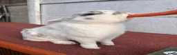 Mini Lop rabbits for sale: Male rabbit for sale  in Stourbridge - Advert 2