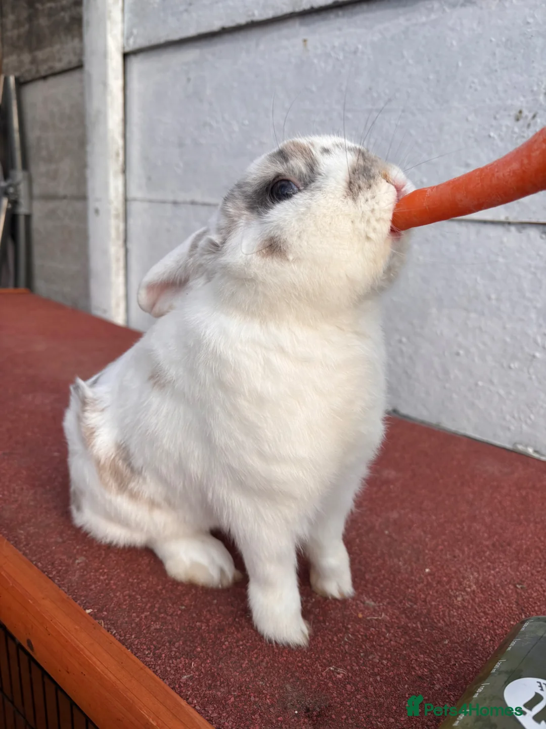 Mini Lop rabbits for sale: Male rabbit for sale  in Stourbridge - Advert 2