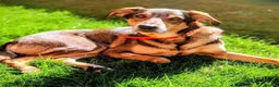Mixed Breed dogs for adoption: Solo Buddy in Chatham - Advert 1