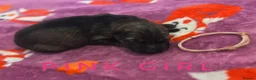 German Shepherd dogs for sale: Fully Health Tested, KC registered GSD puppies due - Advert 9