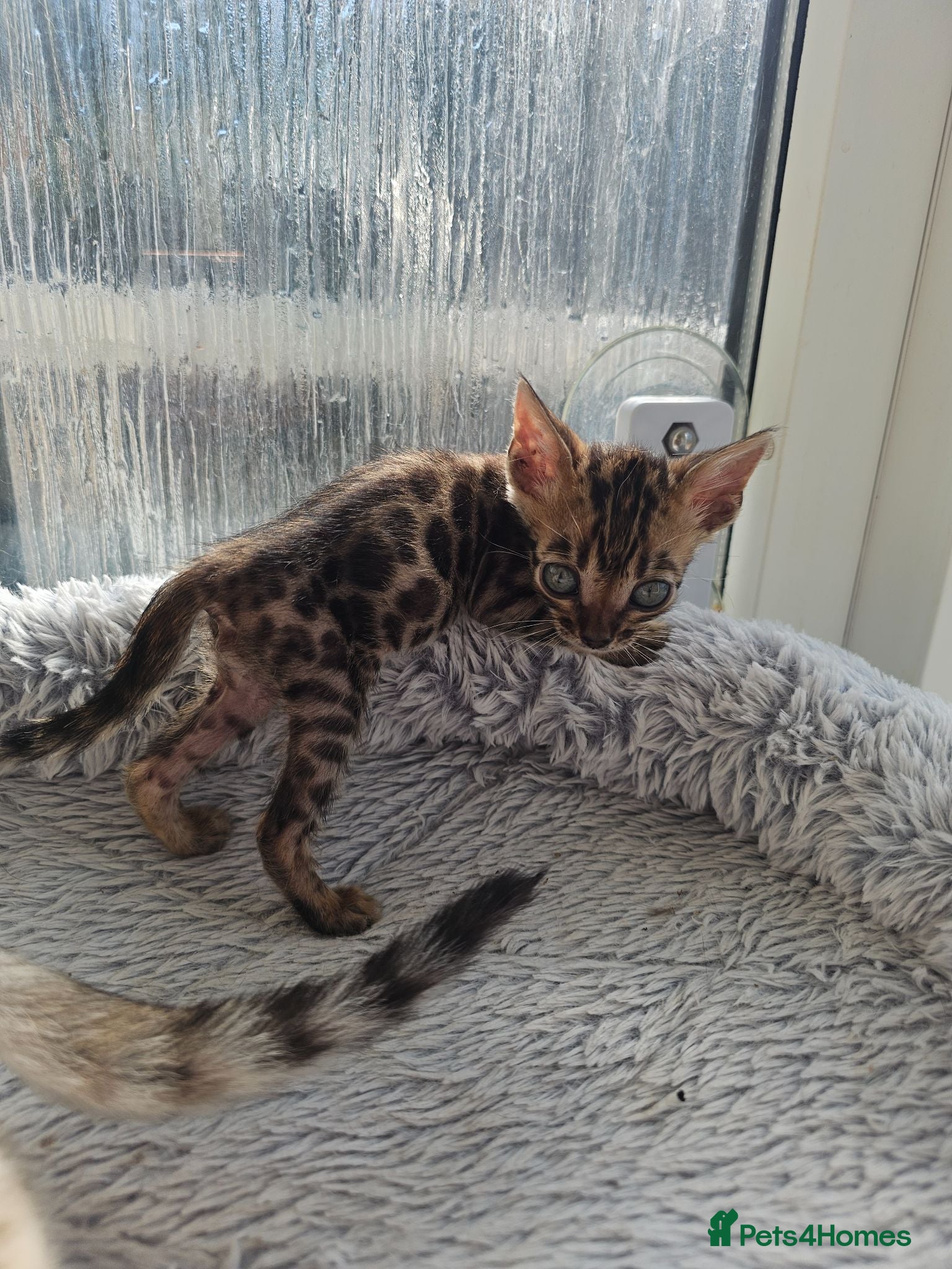Bengal cats Stunning Bengal Kittens - Advert 1