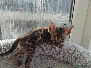 Bengal cats Stunning Bengal Kittens - Advert 9