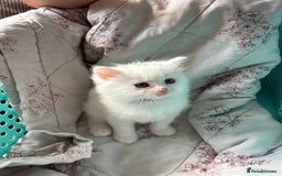 Ragdoll cats for sale: Ragdoll mix kittens  - Image 9